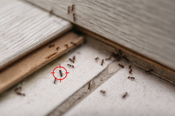 Trusted Rawlins, WY Pest Control Experts