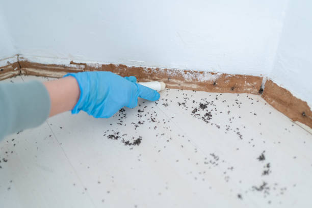 Best Local Pest Control Services  in Rawlins, WY